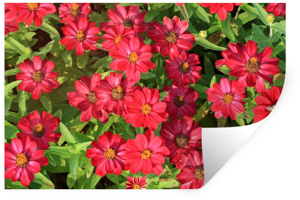 Muurstickers - Sticker Folie - Heldere rode zinnia bloemen - 90x60 cm - Plakfolie - Muurst
