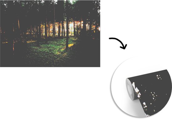 Papier Peint - Papiers Papier peint photo Arbre - Soleil - Herbe - Largeur 330 cm x Hauteur 220 cm