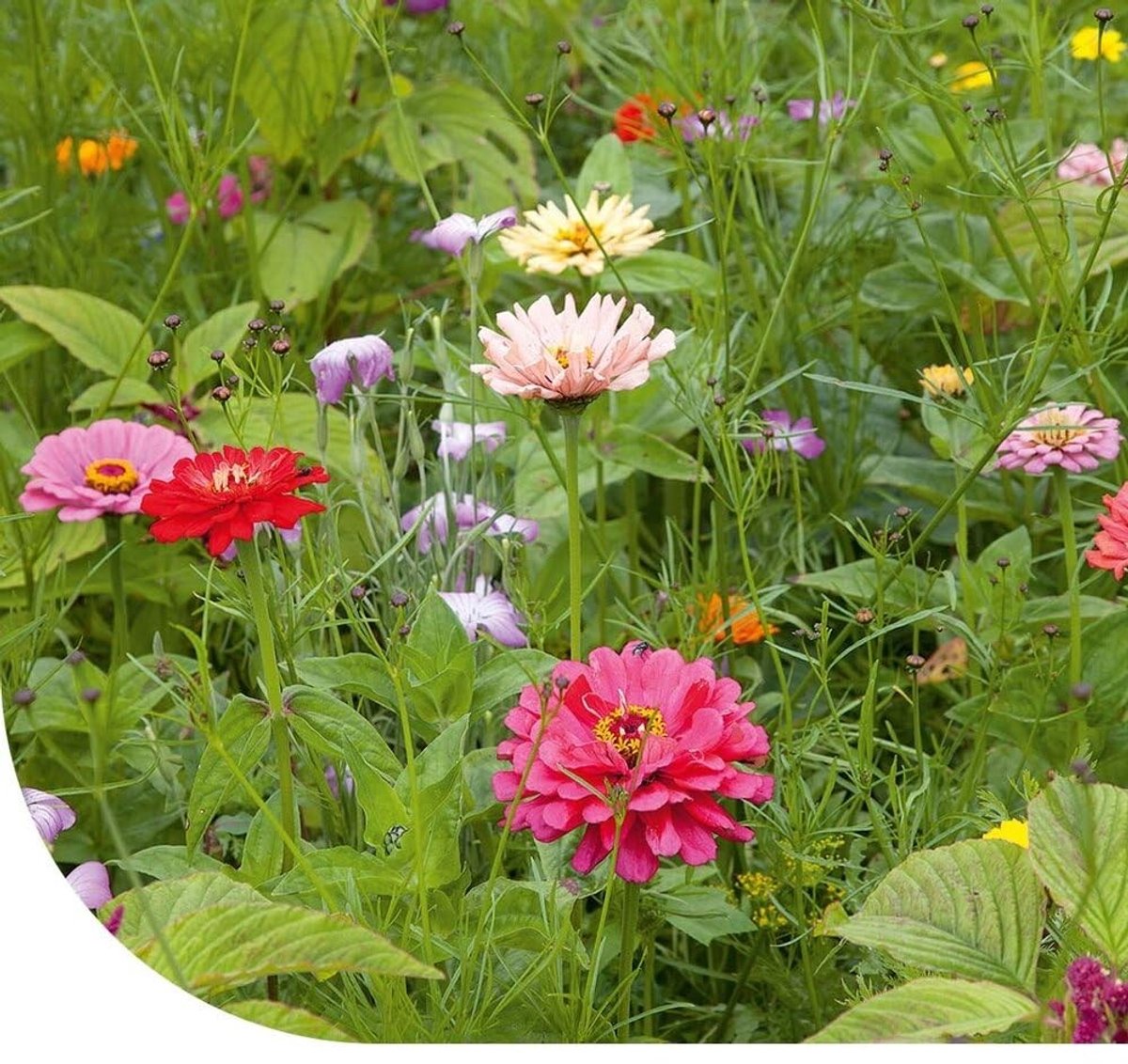 Dailygoods - Snijbloemen Mix - 250 g voor Pluktuin met 32 Soorten Bloemen