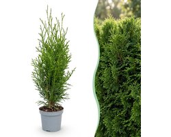 Green boutiQ - 16x Thuja occidentalis Smaragd - Levensboom - Haagplanten - Groenblijvend - Groen - Pot 9cm - Hoogte 20-30cm
