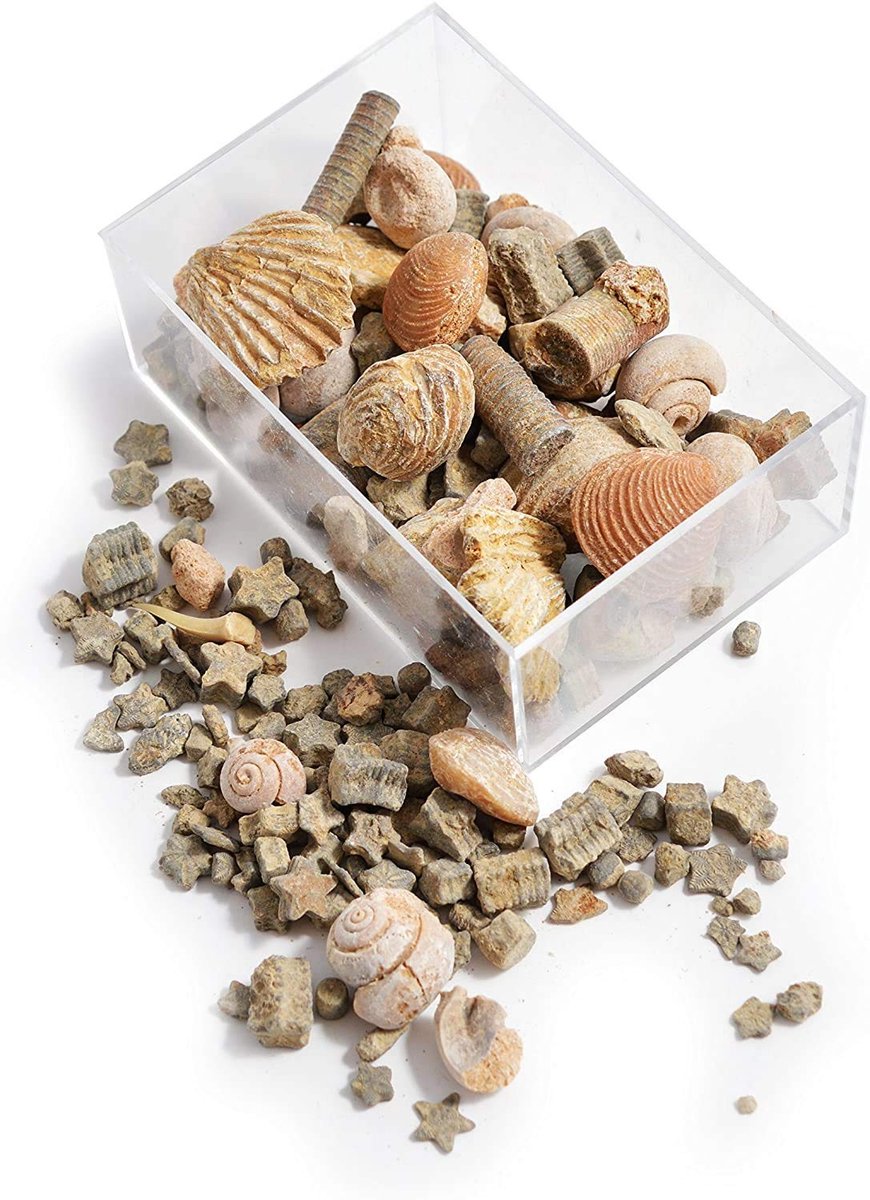 Dailygoods- Fossielen Starterset - Geologisch Onderwijs - Decoratie - Verzameling - Cadeau voor Kinderen - Doos 7.5x5x3 cm - Mineralen