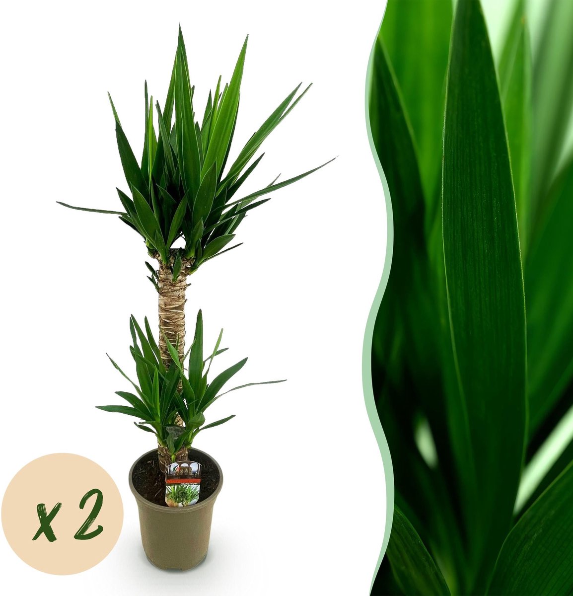 Kamerplant - Yucca elephantipes - Yucca - Weinig onderhoud - Groen - 2 - Pot 19cm - Hoogte 95cm