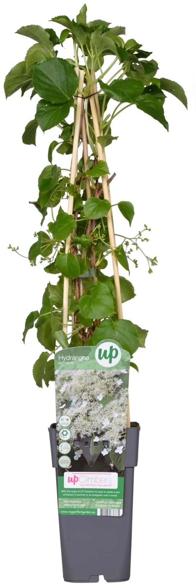 Hydrangea petiolaris - Klimhortensia - Ø15cm - 65cm