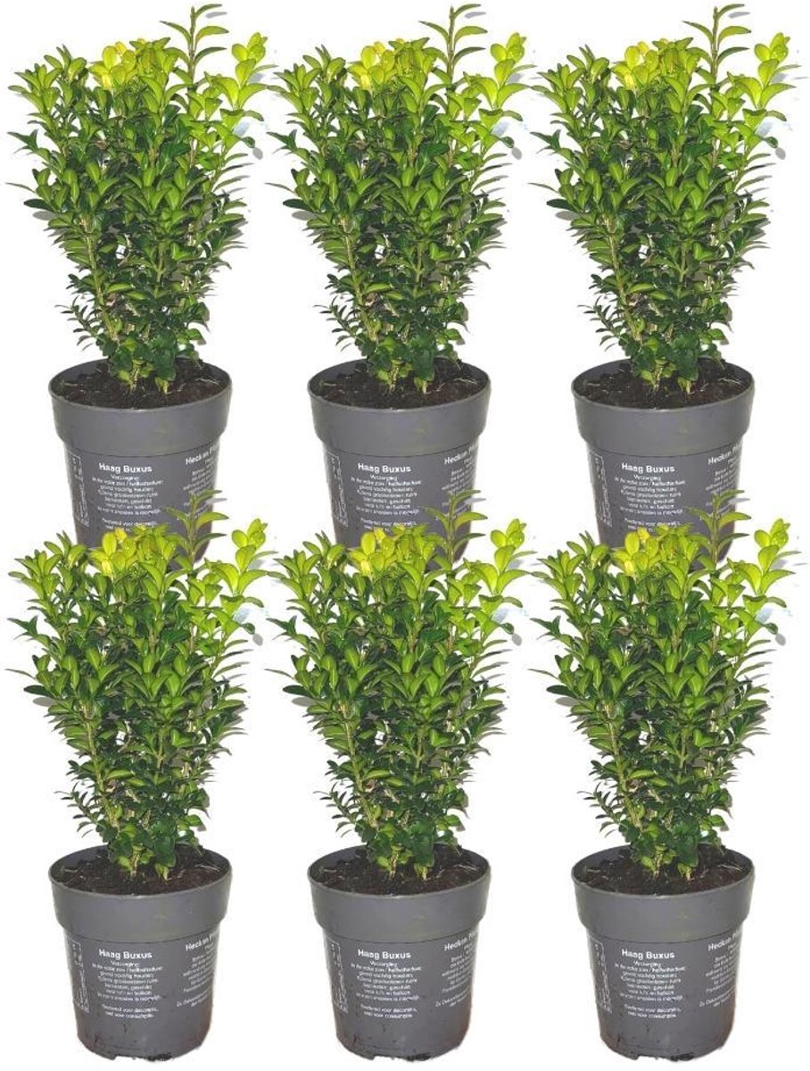 1 meter Buxus Sempervirens haag -  20 cm - 6 x Ø12 cm