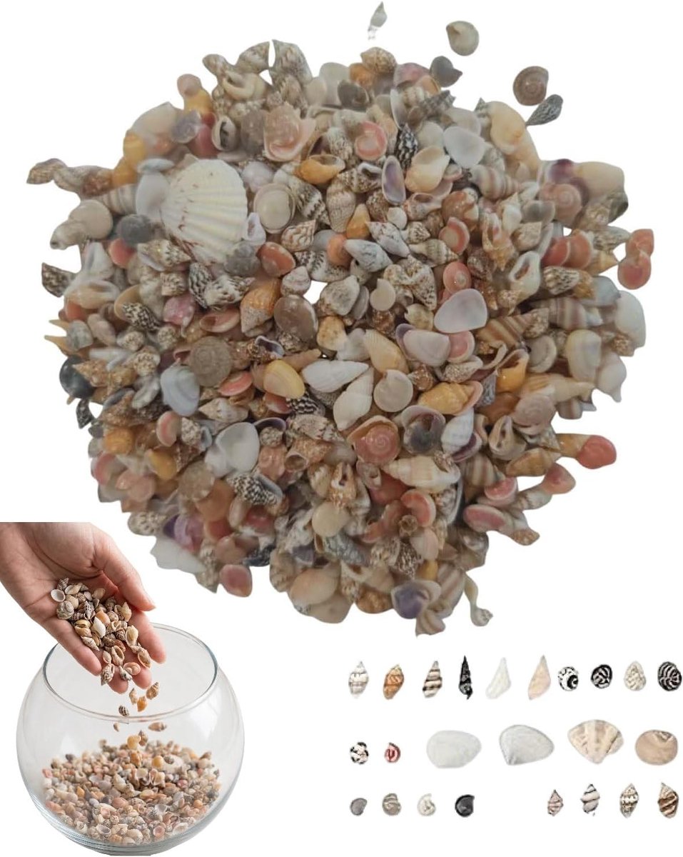 200 stuks mini-schelpen voor creatieve vrije tijd, 0,5-1,5 cm, nagelgrootte, natuurlijke schelpen, gebruiksklaar, voor doe-het-zelf, huisdecoratie, bruiloft, vazen en sieraden, kleine schelpen