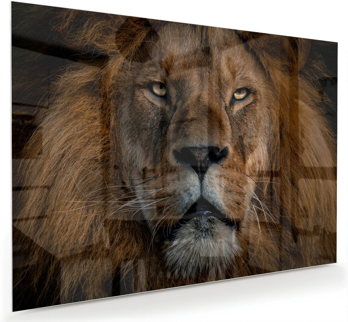 Mydesignglas Glazen Schilderij – Majestueuze Leeuw op Glas – Wanddecoratie op Gehard Glas - 120x80cm