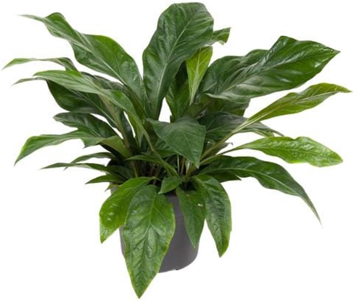 Anthurium Jungle Bush - Ø30cm - 70cm