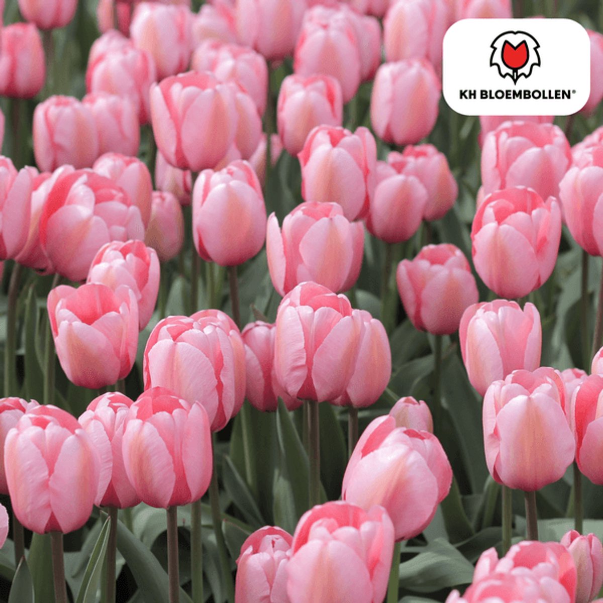 Tulpenbollen Apricot Delight – 20 Stuks | Roze Apricot Tulp – Zacht & Fris – Cadeau voor Tuin of Pot – Maat 11/12 – Vers van de Teler!