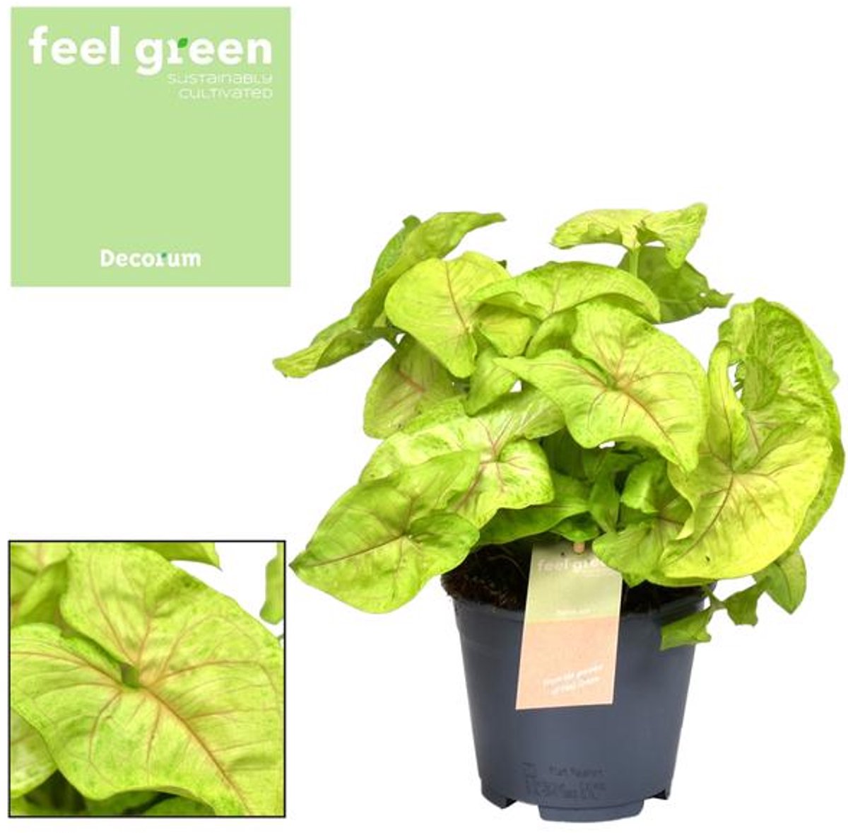 Syngonium Golden Feel Green - Ø14cm - 30cm