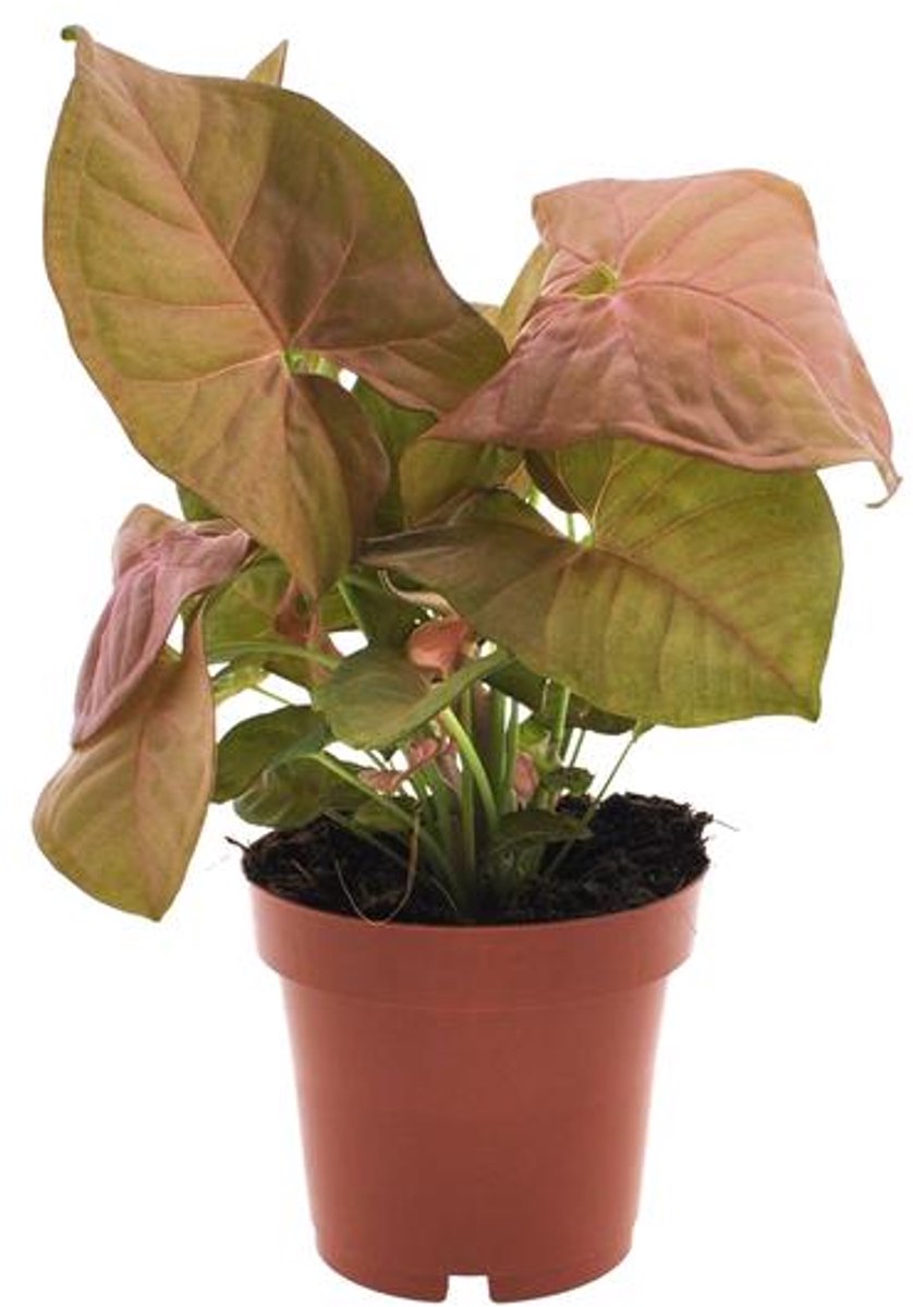 Syngonium Neon - Ø12cm - 25cm