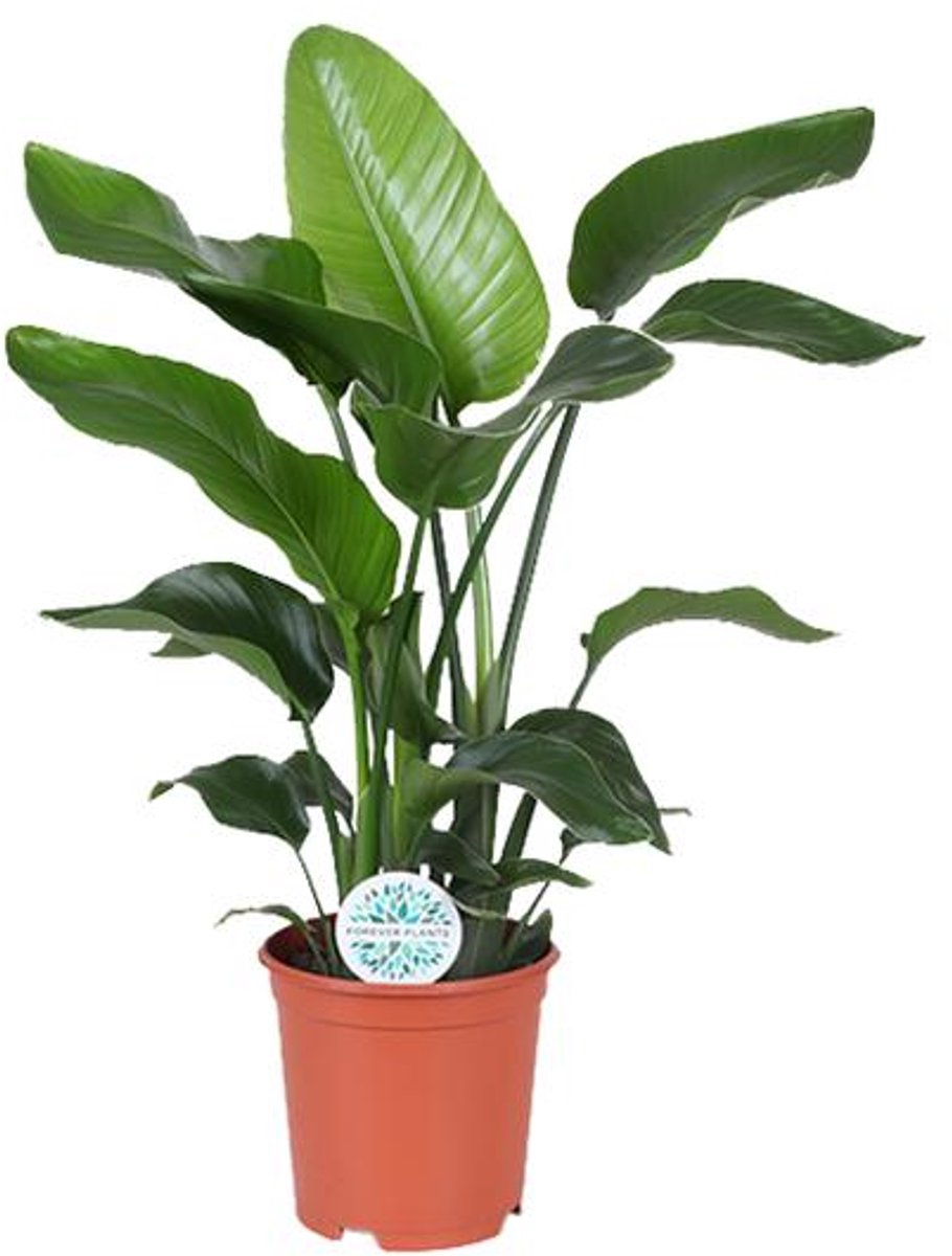 Strelitzia Nicolai (Paradijsvogelplant) - Ø21cm - 80cm