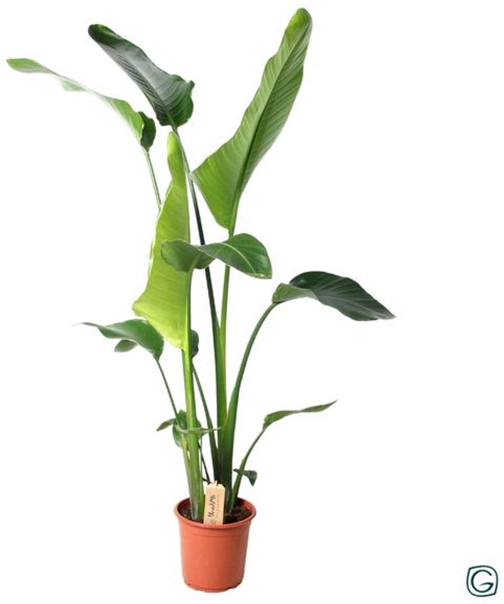 Strelitzia Nicolai (Paradijsvogelplant) - Ø21cm - 100cm