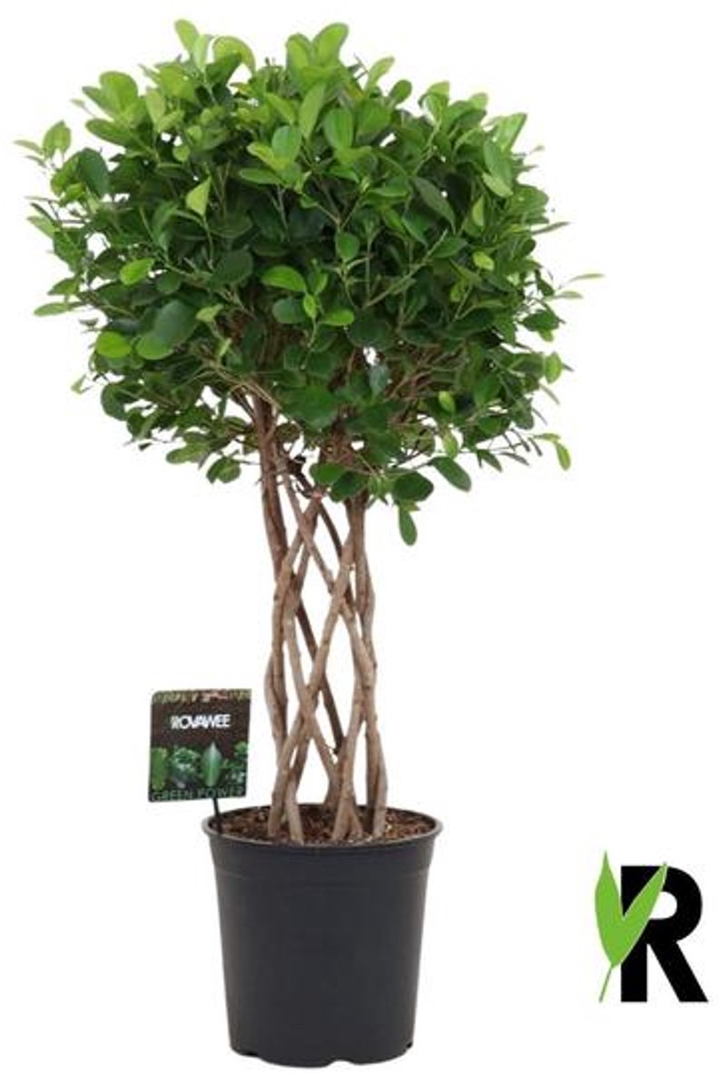 Ficus Moclame gevlochten cilinder - 120 cm