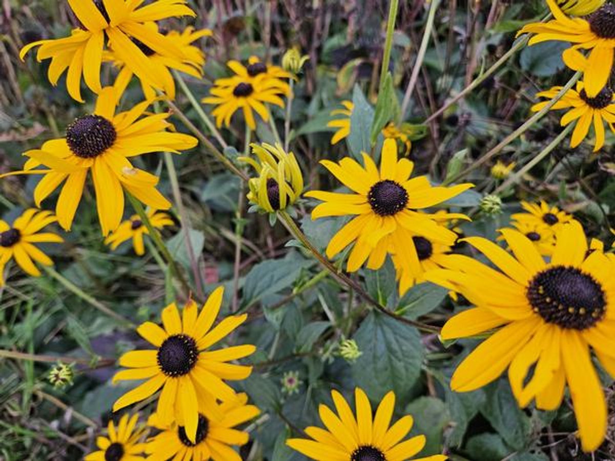 48x Rudbeckia fulgida 'Goldsturm' - 10-25cm - Ø9cm