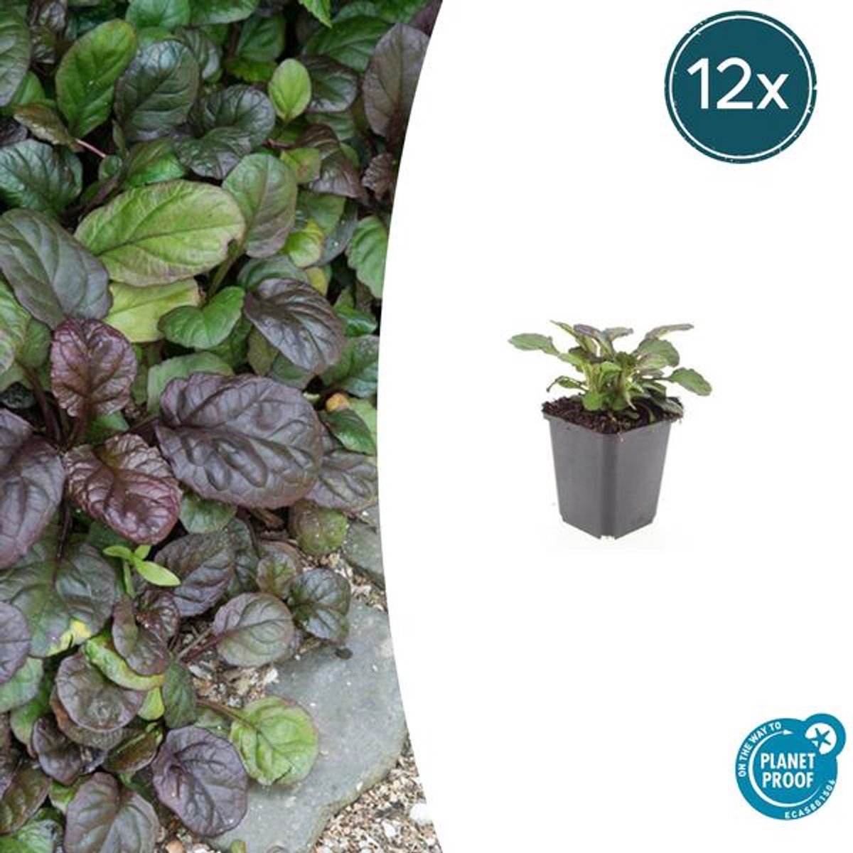 12x Ajuga reptans 'Catlin's Giant' - 10-25cm - Ø9cm