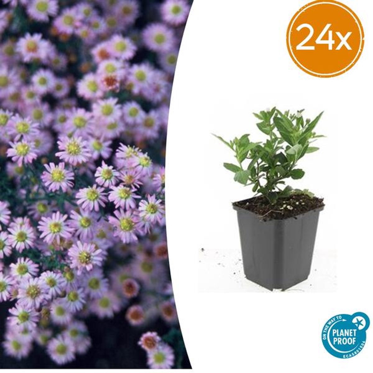 24x Aster ageratoides 'Stardust' - 10-25cm - Ø9cm