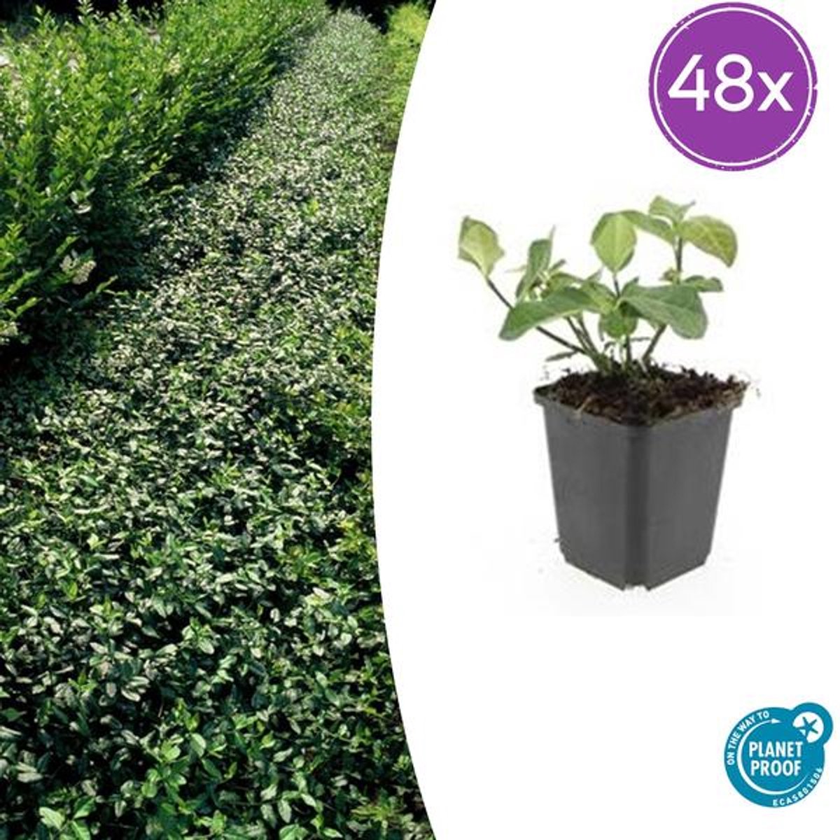 48x Euonymus fort. 'Dart's Blanket' - 10-25cm - Ø9cm