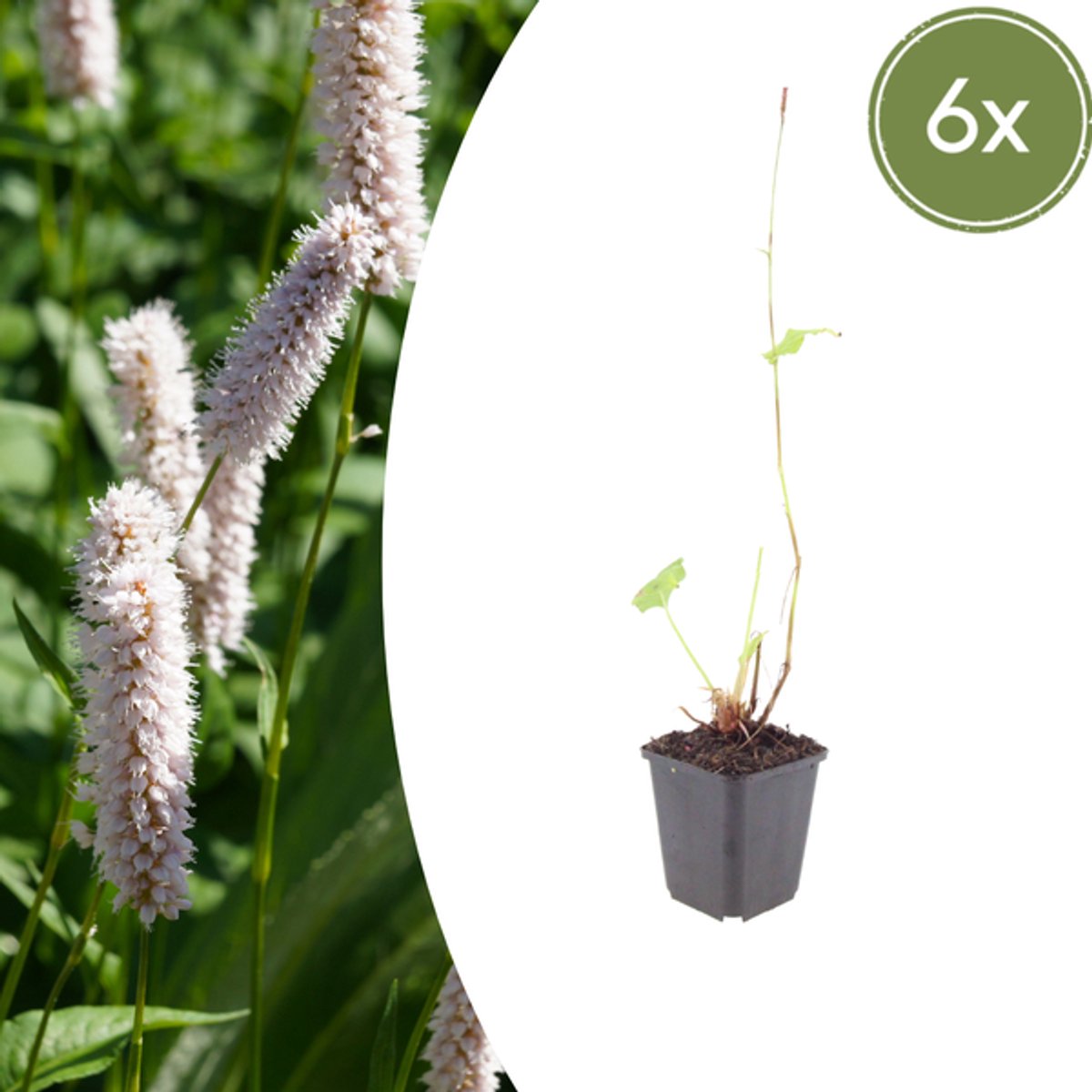 6x Persicaria bistorta 'Superba' - 10-25cm - Ø9cm