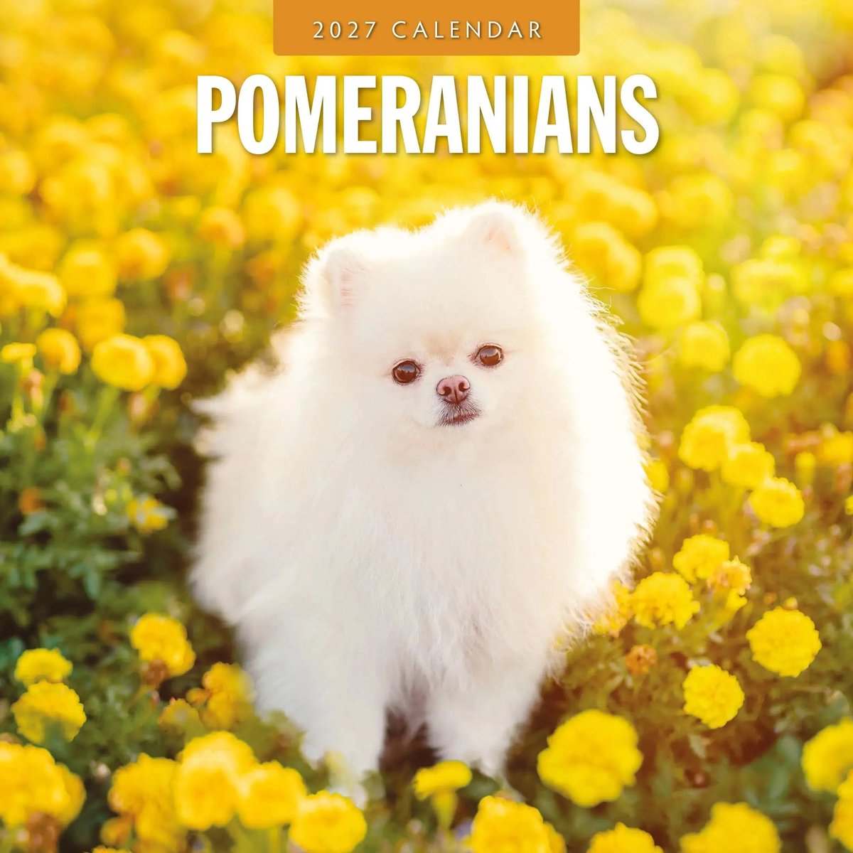Pomeranian Kalender 2027