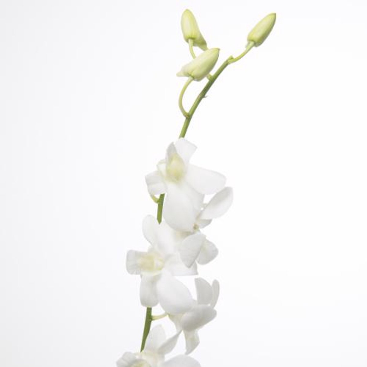 10x Dendr.madame pomp.wit