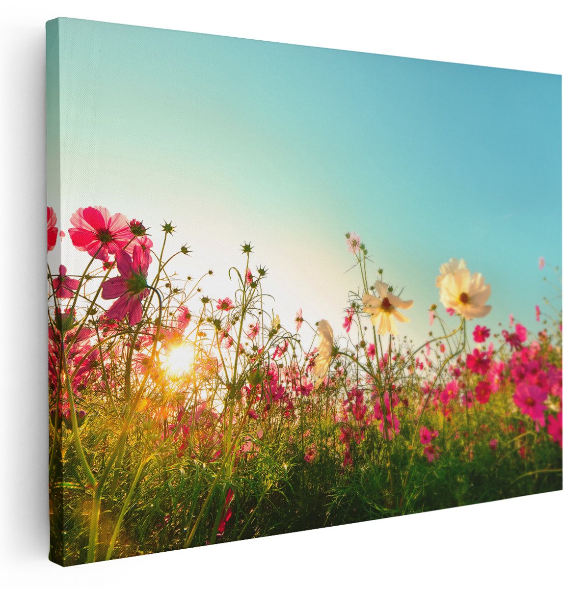 Artaza Canvas Schilderij Kosmos Bloemenveld Met Een Opkomende Zon - 160x120 cm - Groot - Wanddecoratie Woonkamer - Schilderijen - Muurdecoratie