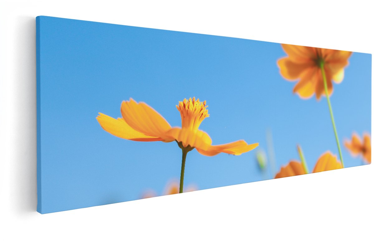 Artaza Canvas Schilderij Oranje Cosmea Bloemen - 150x50 cm - Groot - Wanddecoratie Woonkamer - Schilderijen - Muurdecoratie