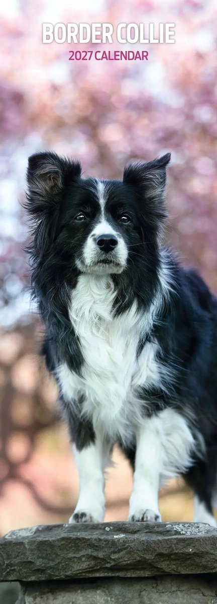 Border Collie Kalender 2027 Slimline
