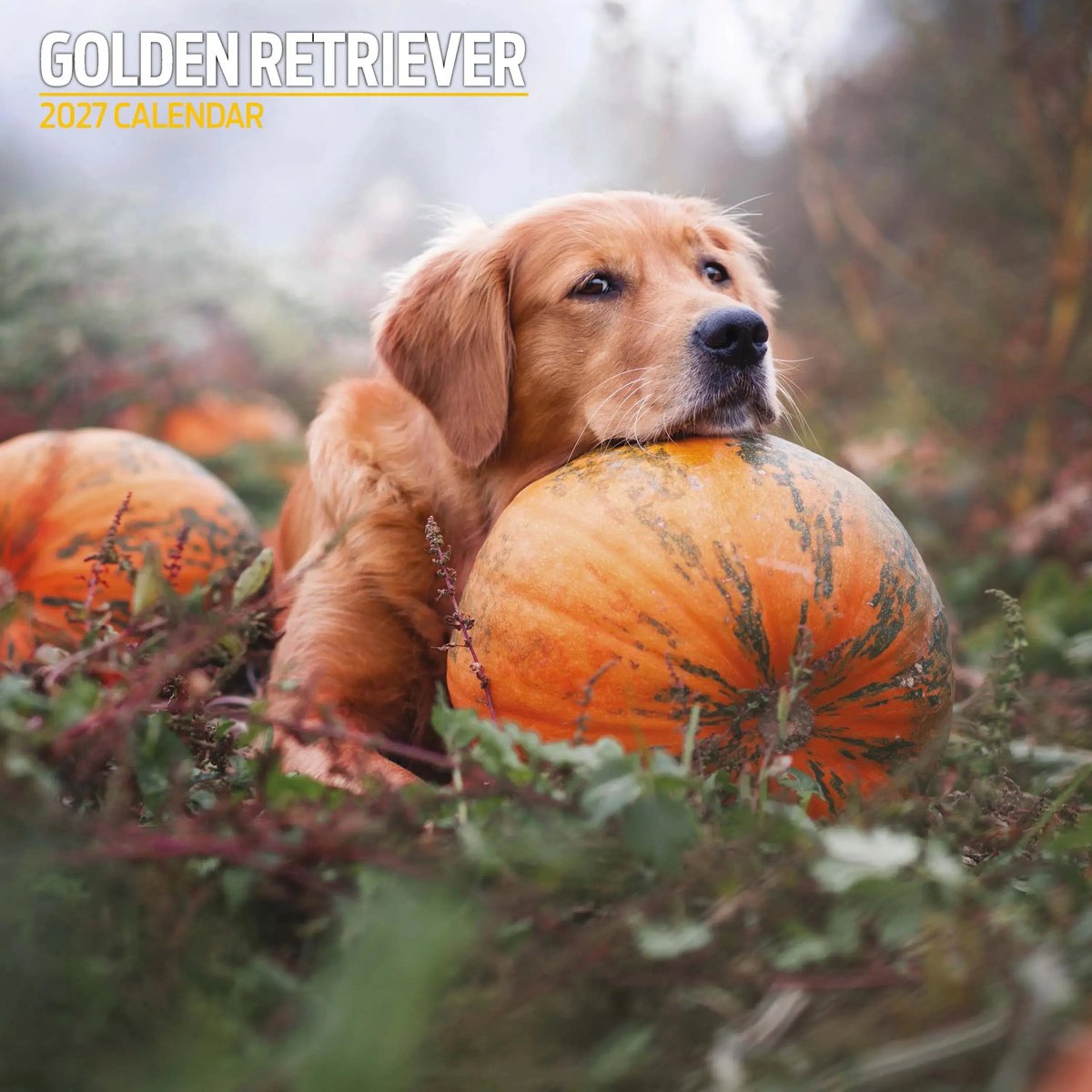 Golden Retriever Kalender 2027