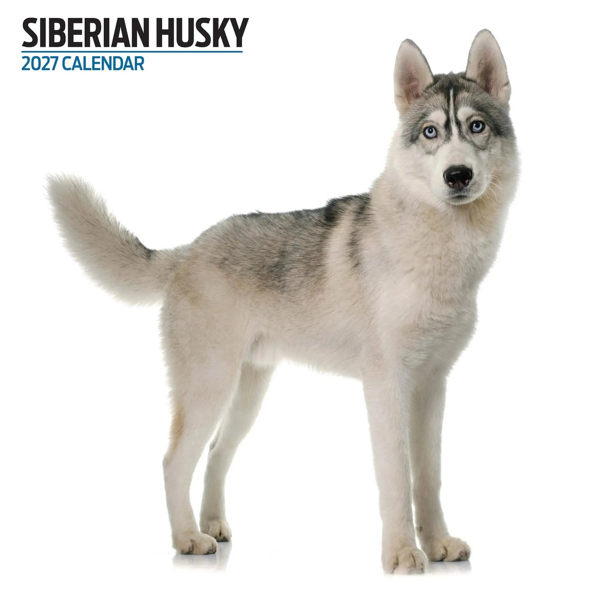 Siberian Husky Modern Kalender 2027