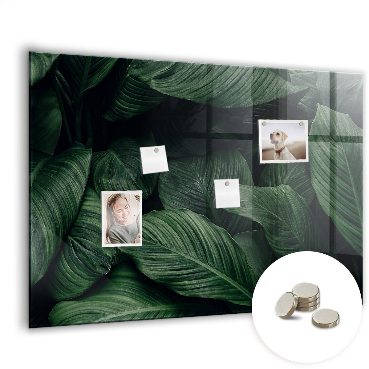 Coloray Glazen Magneetbord - Magnetisch Bord Walviswater - 100x70 cm - Groente Magneetbord - Magnetic Board - Glazen Magneetbord