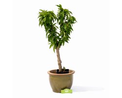 Prunus 'Nucipersica' mini nectarine, 3 liter pot