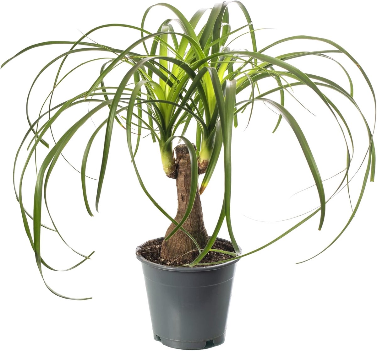 SnelShoppen - Gardener's Dream Olifantenvoet Kamerplant - Grote Tropische Evergreen Palmplant - 30-40cm - Onderhoudsvriendelijke Binnenplant voor Thui