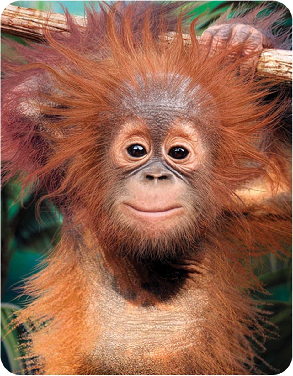 3D LiveLife Magnet - Baby Orangutan by Deluxebase. Lenticular 3D Monkey Fridge Magnet Magnetic Decor for Children and - ShopVlot