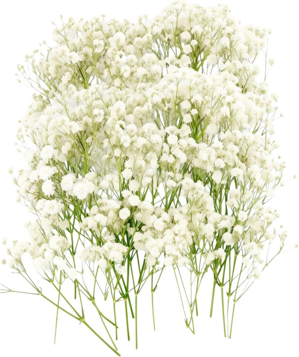 Droogte Schleierkraut Bloemen 100 stuks Natuurlijke Droogbloemen Wit Voor DIY bruiloftsdeco Handwerksprojecten Met - ShopVlot