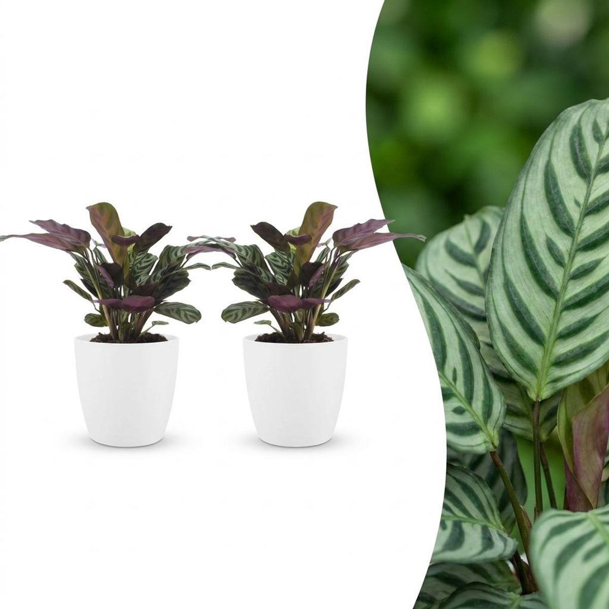 Plantenboetiek.nl | Ctenanthe Burle Marxii - Visgraatplant - 2 Planten - met Potter Wit - Ø12cm - 30cm hoog