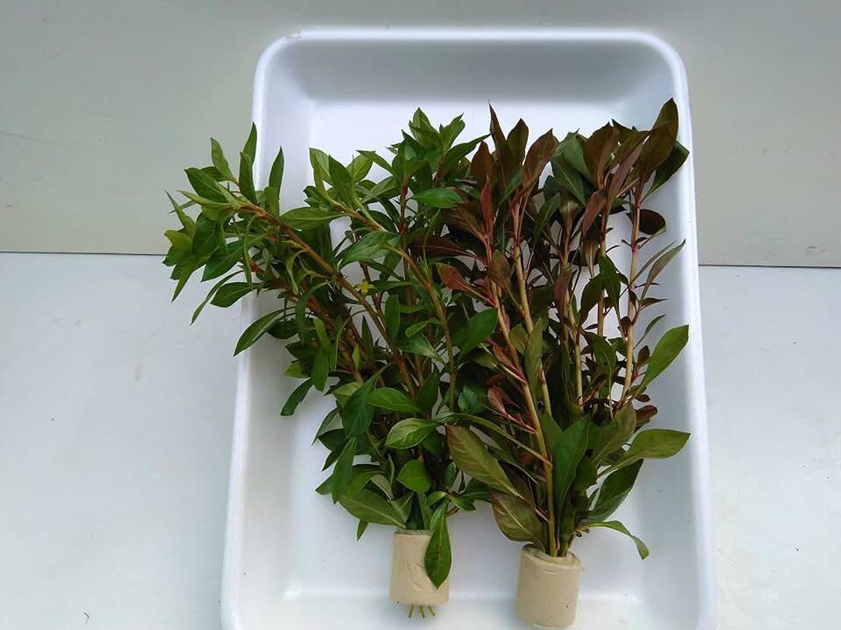 Mix, Ludwigia, 2 tassen 20 stenen, Sumpf Ludwigie Aquarium, waterplanten