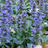 12 x Ajuga reptans 'Catlin's Giant' - Kruipend Zenegroen in 9x9cm pot met hoogte 5-10cm