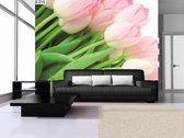 Flowers Tulips Nature Photo Wallcovering