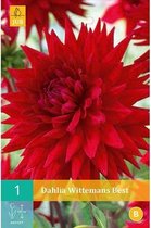 X 1 DAHLIA WITTEMANS BEST I