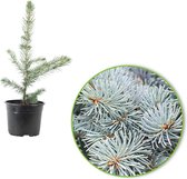 2x Picea Pungens 'Super Blue Seedling' - Blauwspar blauw-grijs - ↑ 20-30cm - Ø 15cm