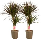 Choice of Green - Dracaena marginata Margenta Drakenboom - set 2 stuks - Hoogte 80 cm - Diameter pot 17 cm