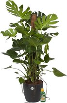 Kamerplant van Botanicly – Gatenplant incl. sierpot antraciet + 250 ml kunstmest als set – Hoogte: 120 cm – Monstera Deliciosa