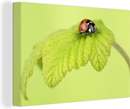 Canvas Schilderij Lieveheersbeestje groen blaadje - 90x60 cm - Wanddecoratie