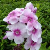 6x Phlox (P) ' Europe' - Fleur Flamme - Pot 9x9 cm