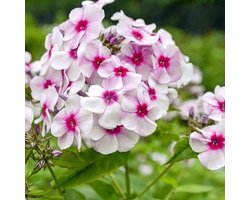 6x Phlox (M) ‘Omega’ - Vlambloem - Pot 9x9 cm