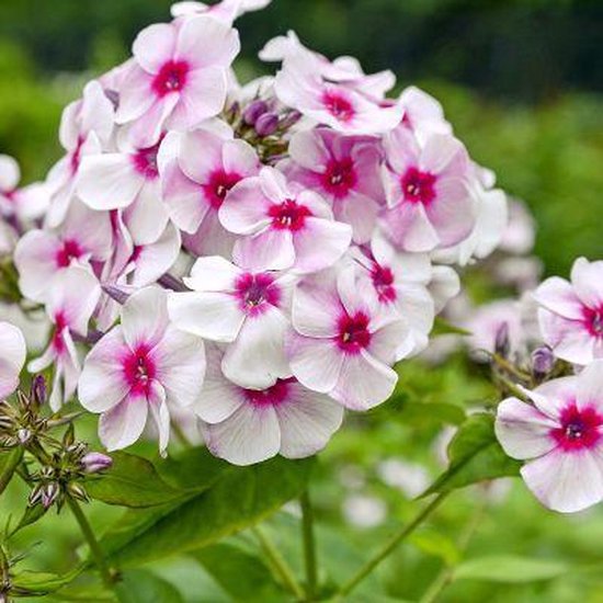 6x Phlox (M) ‘Omega’ - Vlambloem - Pot 9x9 cm