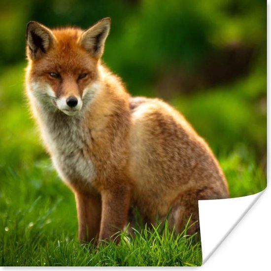 Rode vos in zonlicht Poster 100x100 cm - Foto print op Poster (wanddecoratie woonkamer / slaapkamer) / Wilde dieren Poster