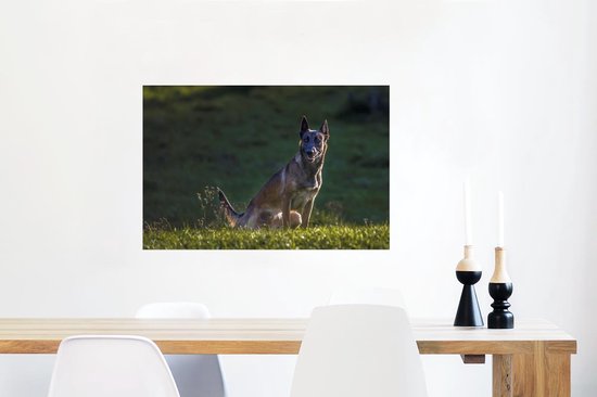 Un Malinois veille sur son pâturage Poster 90x60 cm - Tirage photo sur Poster (décoration murale salon / chambre) / Poster Animaux domestiques