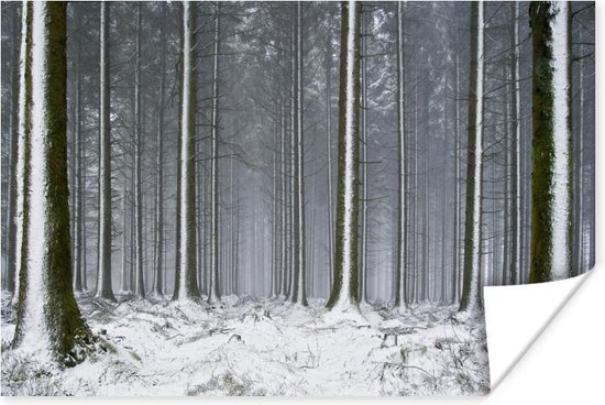 Poster Bomen - Winter - Sneeuw - 60x40 cm