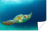 Poster Close-up foto van groene zeeschildpad - 180x120 cm XXL